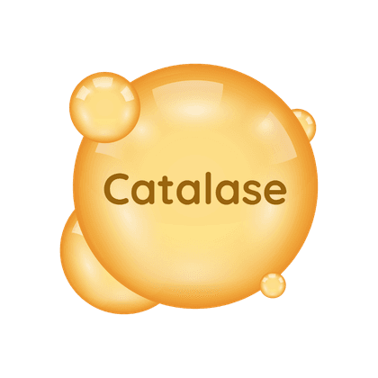 Catalase