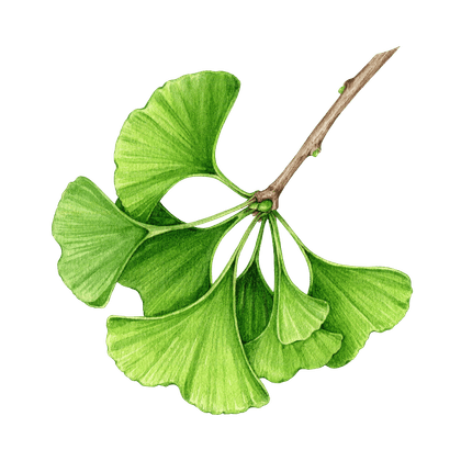 Gingko biloba