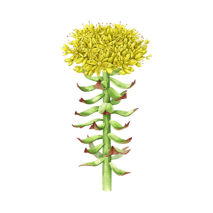 Rhodiola rosea