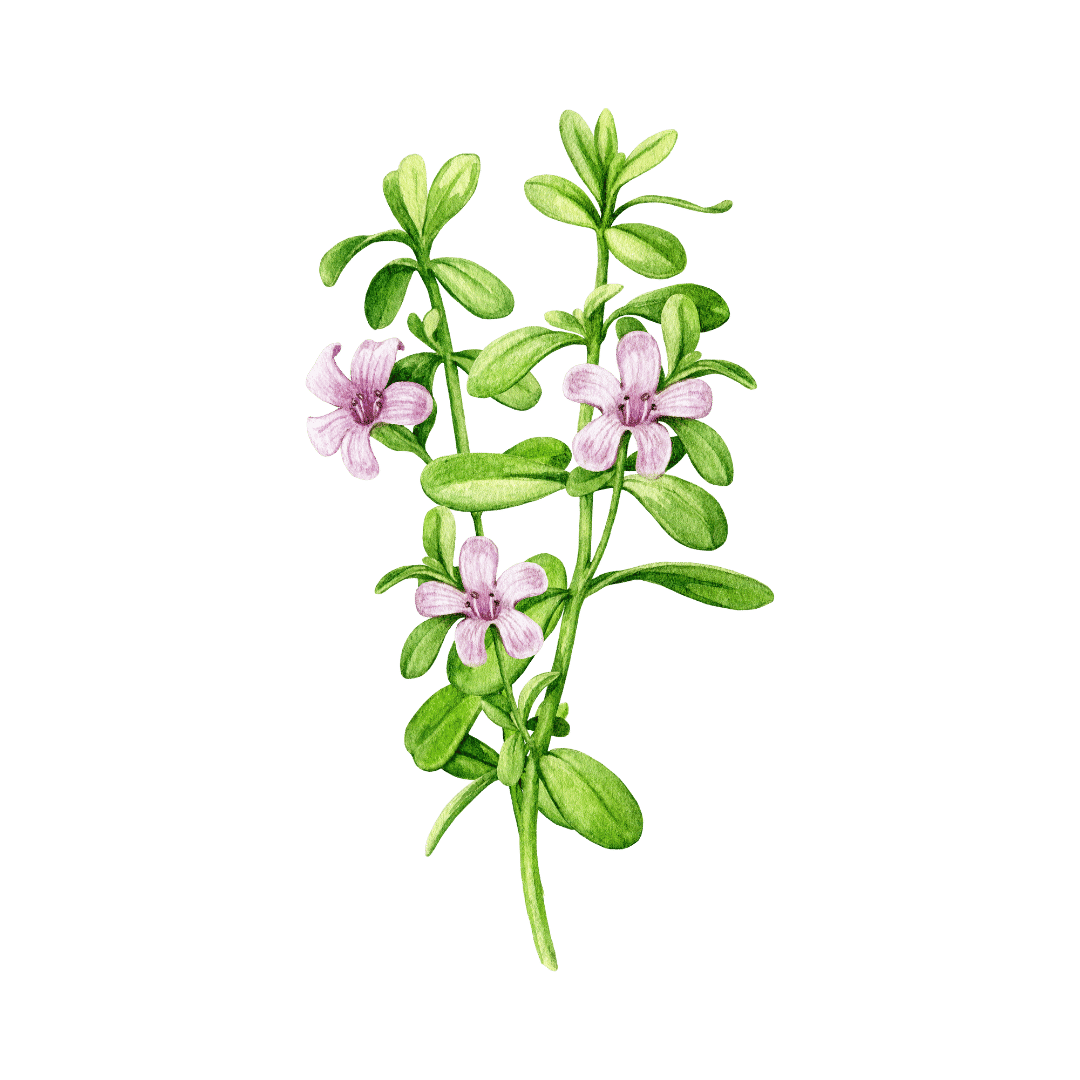 Bacopa monieri