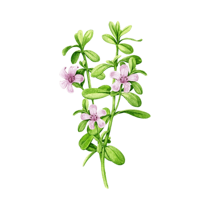 Bacopa monieri