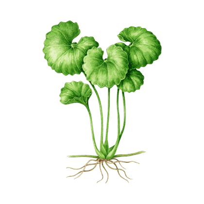 Gotu kola