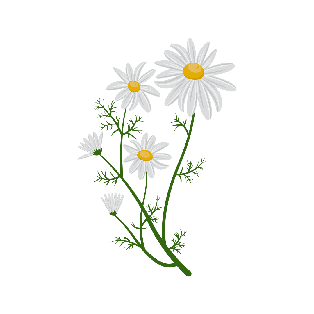 Chamomile