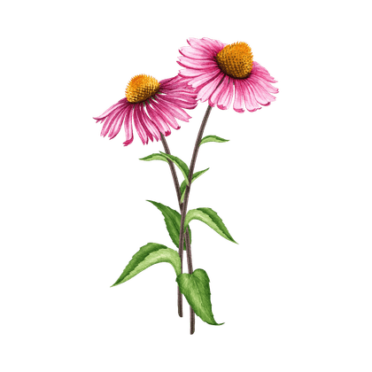 Echinacea