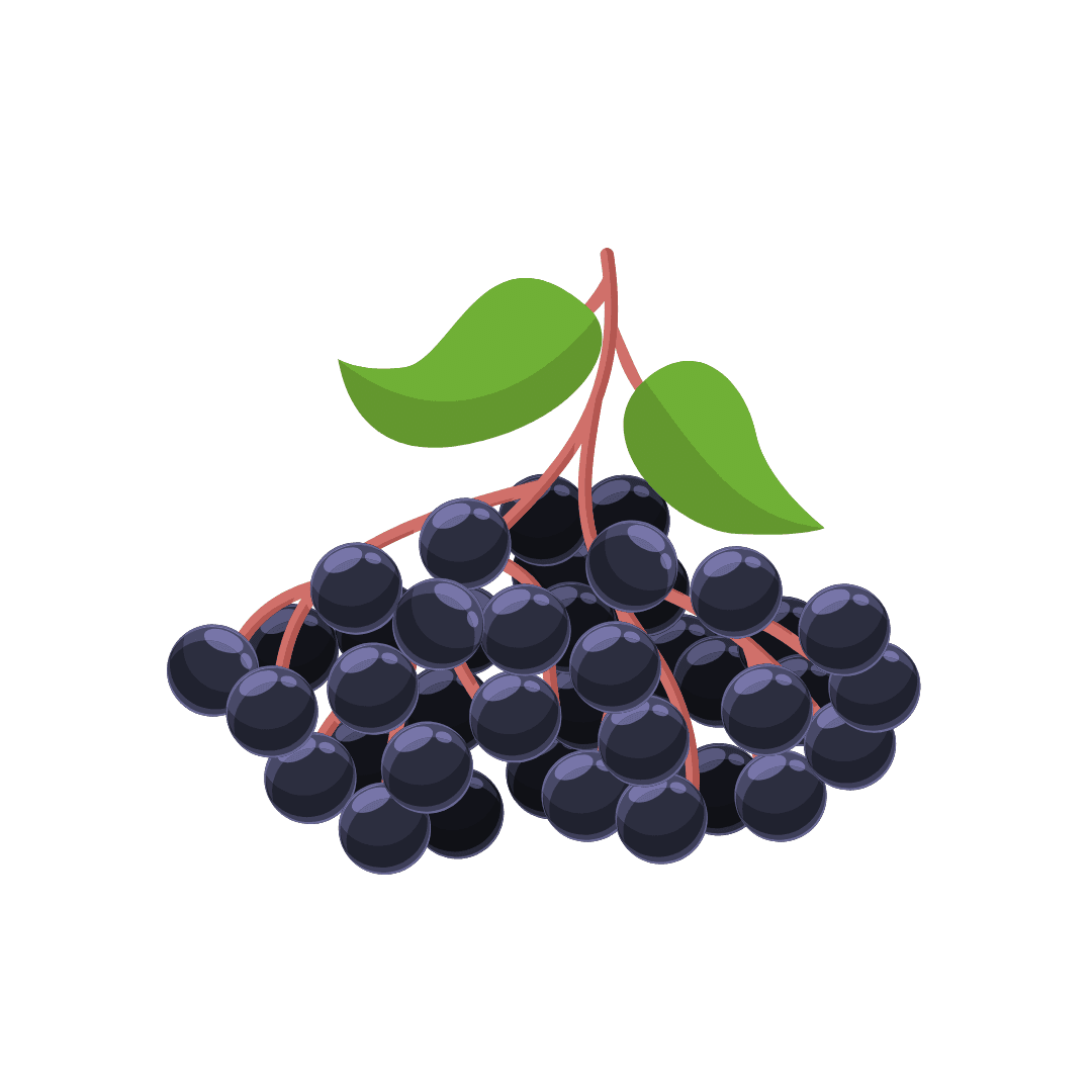 Black elderberry