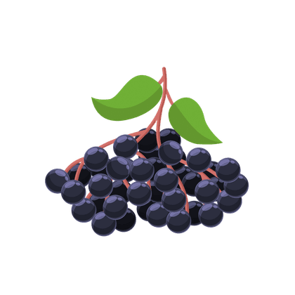 Black elderberry