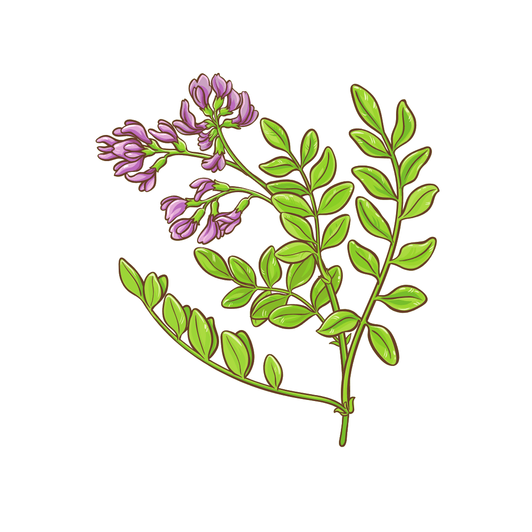 Astragalus