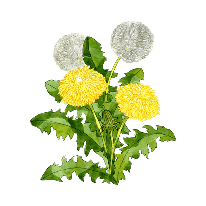 Dandelion root