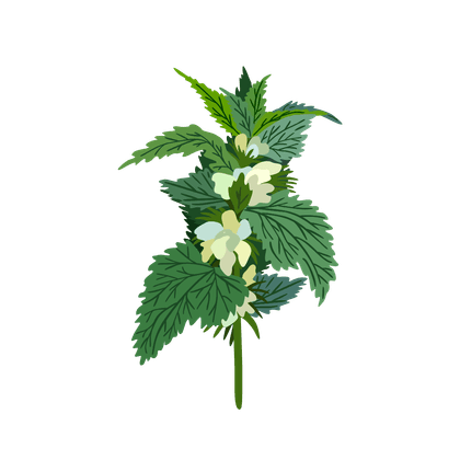 Nettle
