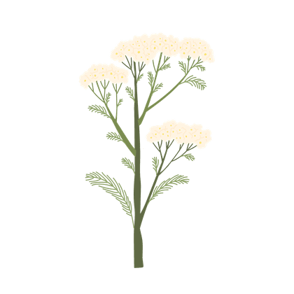 Yarrow
